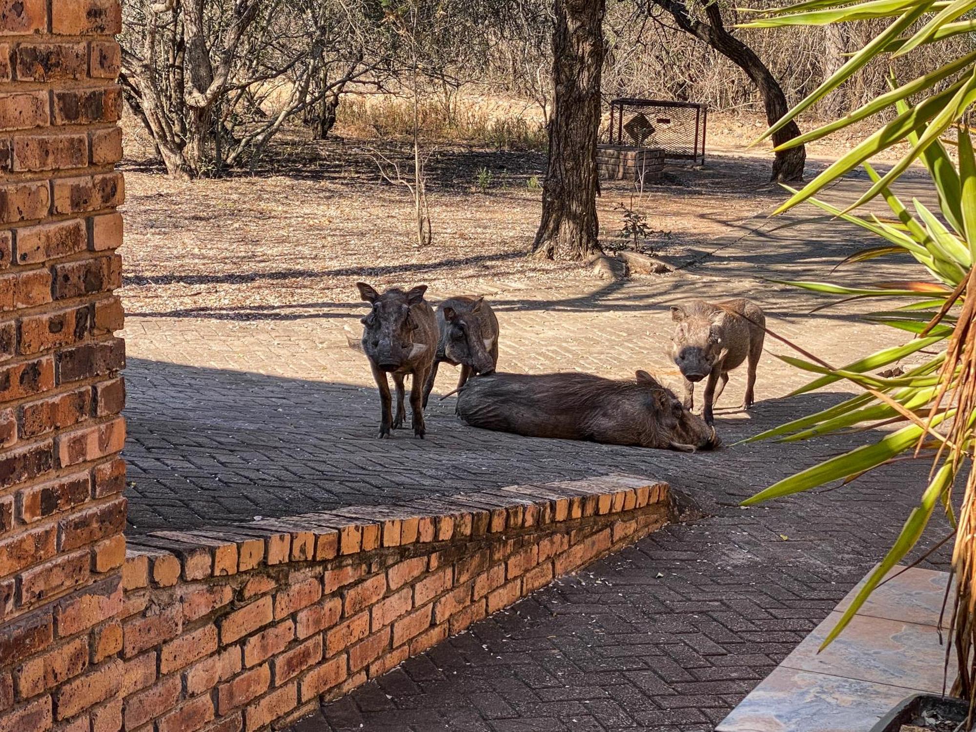 Hakuna Matata Marloth Park Exterior photo